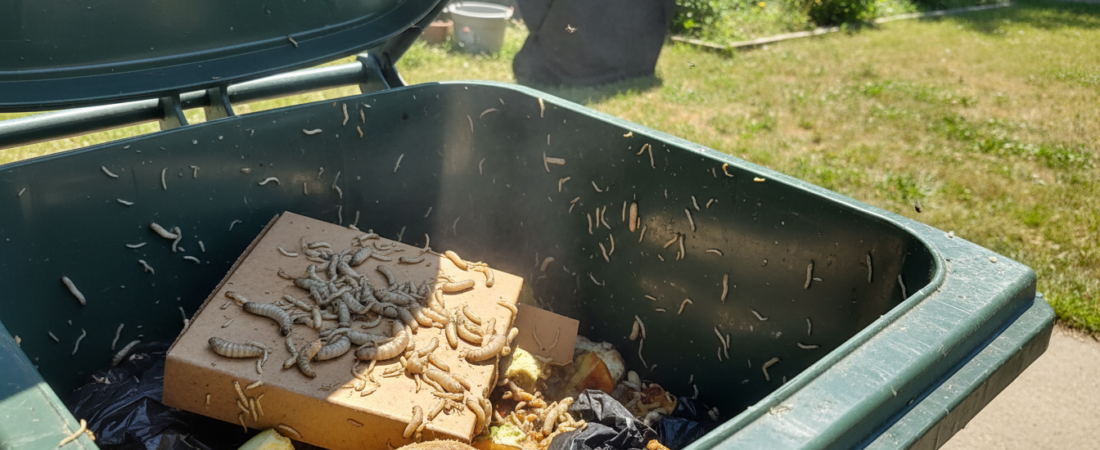 How to Stop Maggots Wheelie Bins Hot Weather | Easy Guide